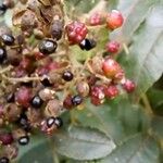 Zanthoxylum rhoifolium Fruit