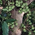 Ficus racemosa Fruchs