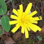 Hieracium glaucinum Квітка