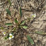 Damasonium polyspermum Elinympäristö