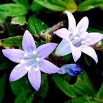 Richardia grandiflora 花