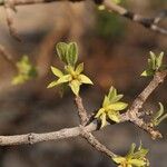 Cassipourea mollis Blüte