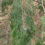 Cupressus pendula 葉