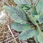 Hieracium maculatum Fuelha