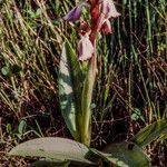 Anacamptis collina Habitus