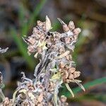 Gnaphalium uliginosum Flower