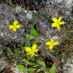 Lactuca muralis Staniste