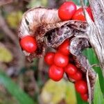 Iris foetidissima Vrucht