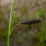 Carex frigida Fula