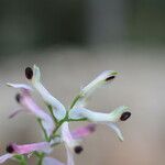 Fumaria bicolor Blüte