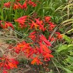 Crocosmia x crocosmiiflora Flor