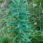 Polygonatum verticillatum 形態