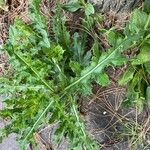 Cirsium arvenseFrunză