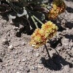Eriogonum crosbyae موطن