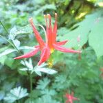 Aquilegia formosa Lorea