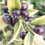 Sarcococca orientalis Frukto