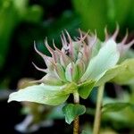 Helleborus viridis ফুল