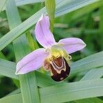 Ophrys apifera Flower