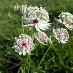 Astrantia major Blüte