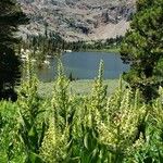 Veratrum californicum Flower