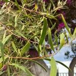 Acacia longifolia Leaf