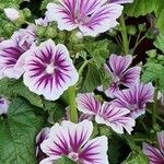 Malva neglecta Libunga