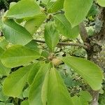 Magnolia sprengeri Leaf