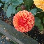 Dahlia pinnata花