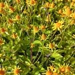 Acmella oppositifolia Habit