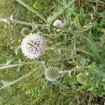 Echinops sphaerocephalusFlor