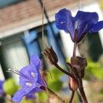 Phacelia campanularia Квітка