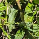 Gentiana acaulis Leaf