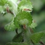 Acalypha macrostachya Plod