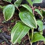 Polygonatum biflorum 叶