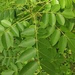 Rhus chinensis Leaf