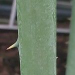 Cycas × multifrondis Corteza