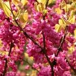 Cercis chinensis Кветка