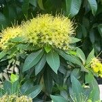 Xanthostemon chrysanthus Кветка