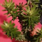 Westringia fruticosa 葉