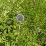 Echinops sphaerocephalus花