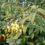 Lonicera japonicaBloem