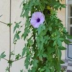Ipomoea cairica ശീലം