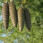 Pinus lambertiana Fruto
