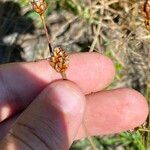 Xyris jupicai Fruit