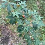 Rosa acicularis Fruit