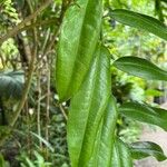 Marcgravia umbellata Hoja