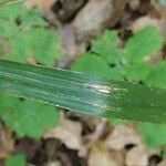 Lolium giganteum Blatt