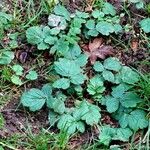 Geum macrophyllum পাতা