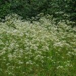 Anthriscus sylvestris Облик