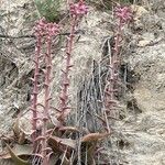 Dudleya lanceolata Çiçek